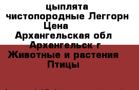 цыплята чистопородные Леггорн › Цена ­ 180 - Архангельская обл., Архангельск г. Животные и растения » Птицы   